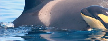 Las orcas Gladis llevan desde 2020 "atacando" barcos en las aguas de España. Hay una nueva hipótesis: se aburren
