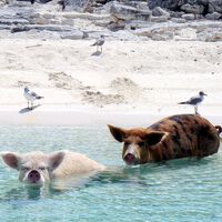 Solta em uma ilha remota para virar comida para náufragos, população de porcos evolui e vira tesouro para a ciência moderna 