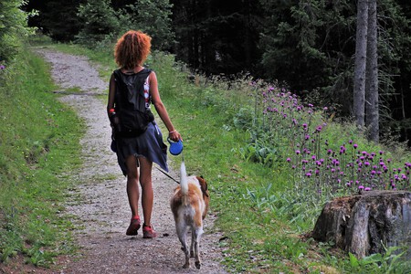 Mejores Herramientas Paseo Perros Correa Flexi