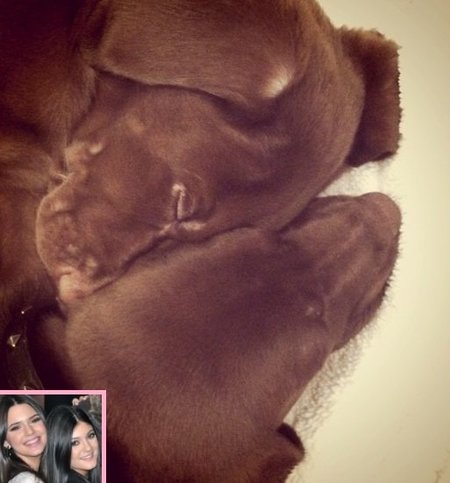 Los nuevos perritos del klan kardashian se llaman Louis y Vuitton. ¿Es una broma no?