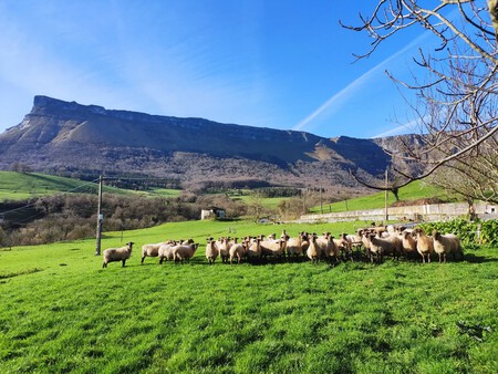El Rebano De La Queseria Aginiga Con La Sierra Salvada Detras