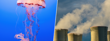 Las centrales nucleares de Francia se han encontrado con un enemigo inesperado: una invasión de medusas 