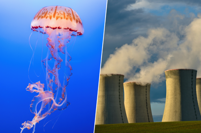 Las centrales nucleares de Francia se han encontrado con un enemigo inesperado: una invasión de medusas