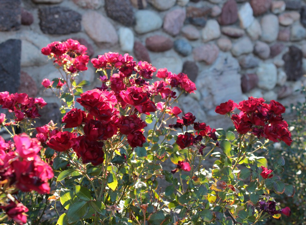 Un jardinero da el mejor consejo para que nuestros rosales den las máximas flores posibles 