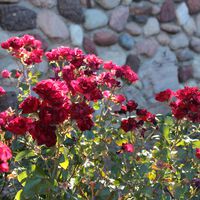 Un jardinero da el mejor consejo para que nuestros rosales den las máximas flores posibles 