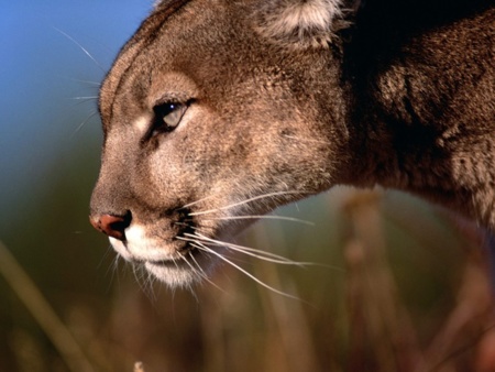 Mountain Lion parece ser todo un éxito tras 48 horas desde su lanzamiento