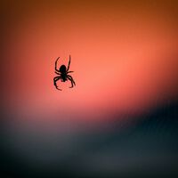 Scientists Have Genetically Engineered a Spider to Produce a Fluorescent Red Web. The Results Are Promising