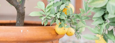 Donde colocar la maceta de un limonero si quieres que crezca fuerte, saludable y dé muchos limones 