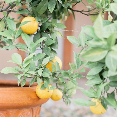 Donde colocar la maceta de un limonero si quieres que crezca fuerte, saludable y dé muchos limones 