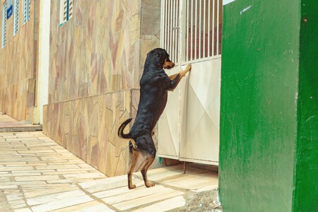 Perro Salir Calle Tranquilo Nervioso 1
