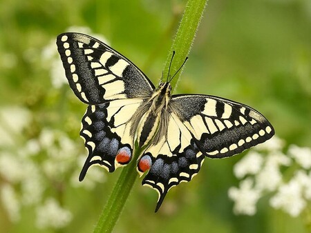 El insecto con el aleteo más lento de todos mueve sus alas "solo" 5 veces por segundo