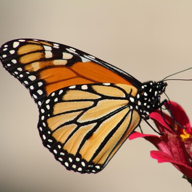 La migración de mariposas más larga y famosa del mundo, en peligro de desaparecer 