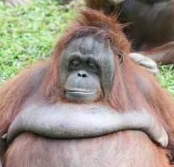 ¿Inminente adiós al Orangután?
