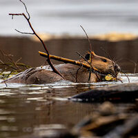Hace 200 años, un periódico convenció al público de que había vida en la Luna y le creyeron. El problema es que eran castores y unicornios