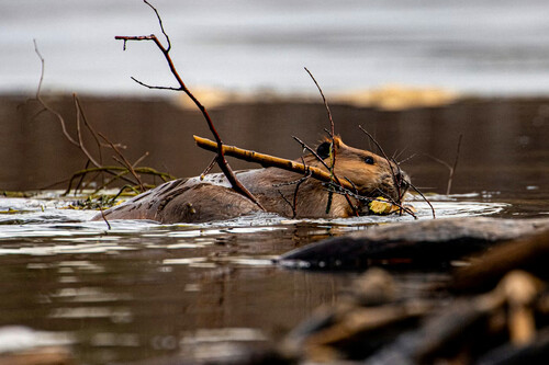 Hace 200 años, un periódico convenció al público de que había vida en la Luna y le creyeron. El problema es que eran castores y unicornios