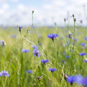 La planta silvestre resistente al verano español que llena el jardín de flores azules con pocos cuidados 