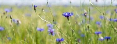 La planta silvestre resistente al verano español que llena el jardín de flores azules con pocos cuidados 