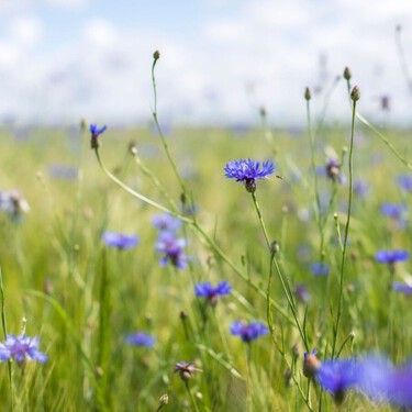 La planta silvestre resistente al verano español que llena el jardín de flores azules con pocos cuidados 