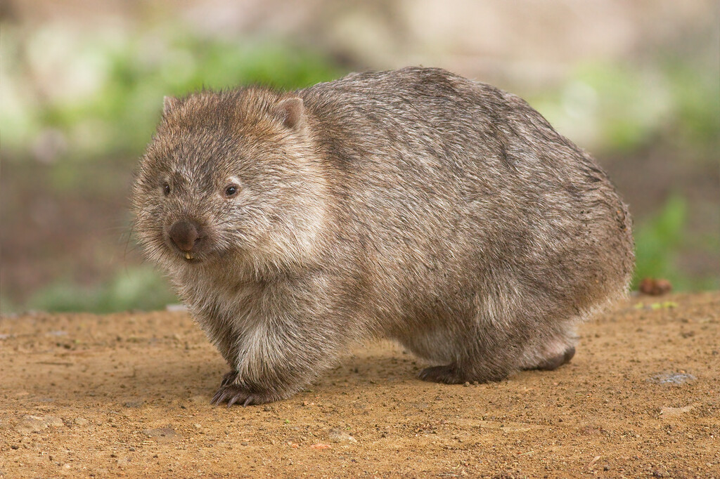 Google añade nuevos animales 3D: wombats, koalas, canguros y cucaburras en realidad aumentada
