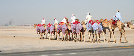 Camellos Al Ain
