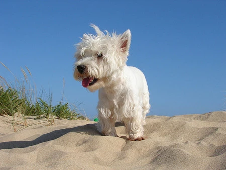 En Lepe se prohíbe orinar en la playa y en el mar, si te pillan te multarán 