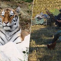Los norcoreanos tienen hambre, así que se han puesto a cazar tigres. Es sólo la punta del iceberg 