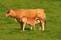 ¿Por qué no se debe dar leche de vaca a los bebés? 