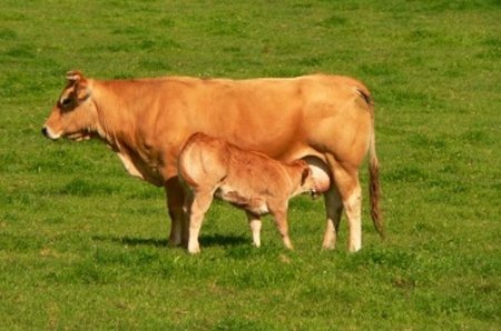 ¿Por qué no se debe dar leche de vaca a los bebés?