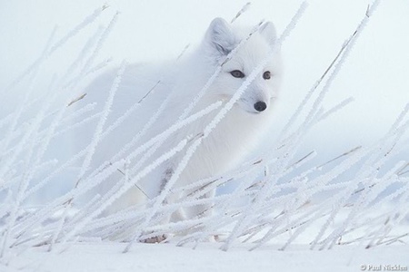 Descubriendo fotógrafos: Paul Nicklen
