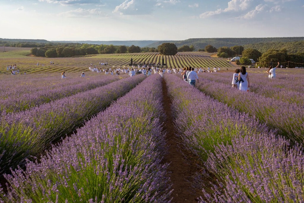 "Se colapsó el municipio, lo pasé mal": Brihuega no puede más con los turistas que acuden a sus campos de lavanda