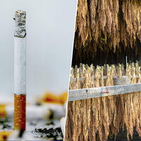 Extremadura se ha convertido en amo y señor de un sector insospechado: el cultivo de tabaco "made in Spain"