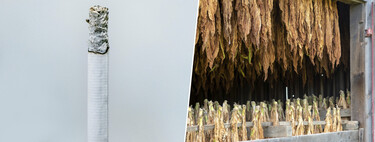 Extremadura se ha convertido en amo y señor de un sector insospechado: el cultivo de tabaco 