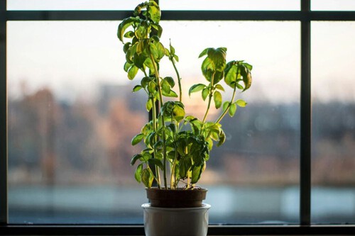 Plantas podem se beneficiar com o bicarbonato | Imagem: Lesly Juarez