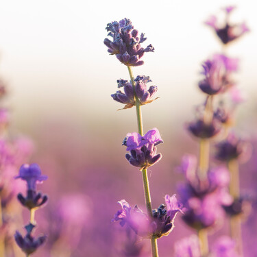 El momento exacto para abonar la lavanda y conseguir que huela mucho más en verano 