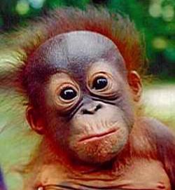 Orangutanes inventores
