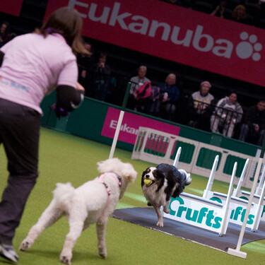 Si te seduce el plan de una olimpiada de 18.000 perros bailando y corriendo, puedes verla aquí gratis desde ya y todo el fin de semana 