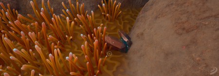 Cobre Subnautica