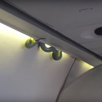 Una serpiente se cuela en un vuelo a Ciudad de México, y hay vídeo