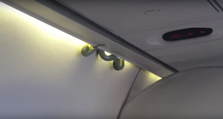 Una serpiente se cuela en un vuelo a Ciudad de México, y hay vídeo
