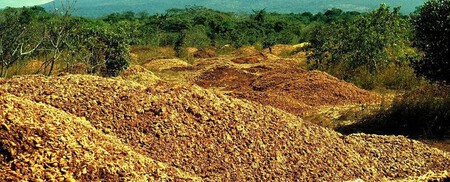 Las Toneladas De Naranja Esparcidas