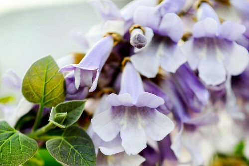 Paulownia
