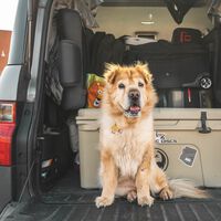 Ya somos Ceptual Media: nuevo nombre pero con la misma pasión de siempre, y estrenando un nuevo site para amantes de los animales