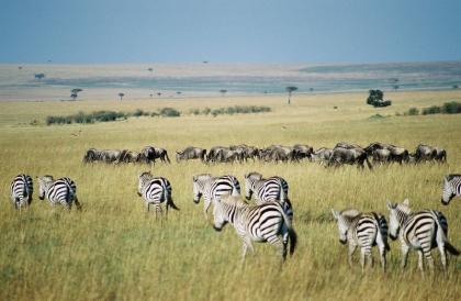 Los 10 mejores destinos para ver vida salvaje en Africa (I)