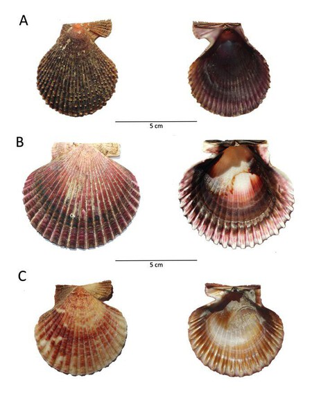 Fotos que muestran el exterior e interior de la valva derecha. La imagen A) se corresponde con la "Mimachlamys varia" (zamburiña); la B con la Argopecten Purpuratus (vieira del Pacífico) y la C con Aequipecten Opercularis (volandeira).