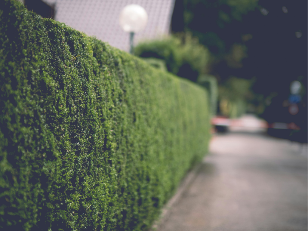 Si tienes árboles o setos cerca del vecino, esto es lo que la ley permite exigir (y lo que te pueden reclamar) 