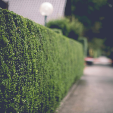 Si tienes árboles o setos cerca del vecino, esto es lo que la ley permite exigir (y lo que te pueden reclamar) 