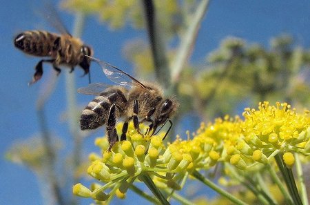 El cliente abeja: con la web como aguijón