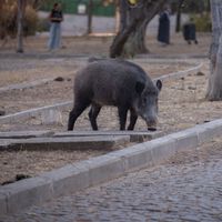 Un jabalí de 122 kilos tenía atemorizados a los vecinos de un pueblo gallego. Hicieron falta 23 cazadores 