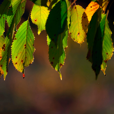Hojas marrones en las plantas: por qué ocurre y cómo evitarlo sin volverse loco 