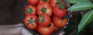 Si quieres comer tomates con el sabor de siempre, estas son las cinco variedades que mejor crecen en macetas para tener tu propio huerto urbano